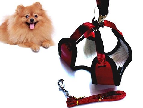 Zilli Yavru Köpek Göğüs Tasması ve Gezdirme Kayışı - görsel 2